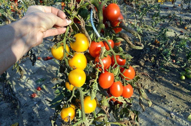 F2 generace mé oblíbené hybridní odrůdy: Žluté plody vlevo mají zastavené dozrávání. Pocházejí z homozygotní rostliny obsahující tzv. rin gen (ripening inhibitor).