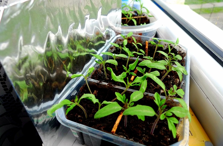 pěstování rajčat na balkoně - předpěstování sazenic